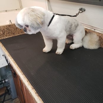 Furry Furends Mobile Grooming - Loving my new hairdo - Pet Groomers Near Me Furry Furends Mobile Grooming - Loving my new hairdo - Pet Groomers Near Me