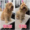 Puppyology Mobile Grooming gift card