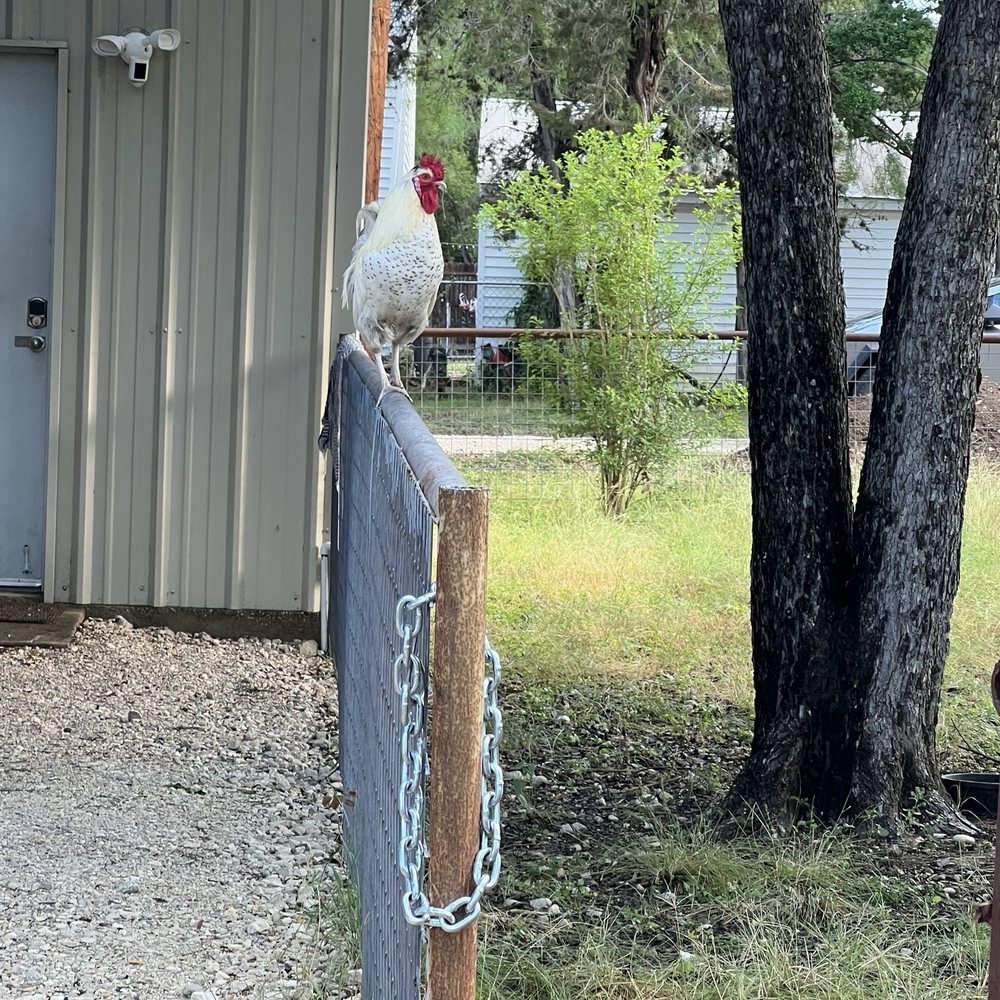 The Roost - Rooster - Vacation Rentals Near Me - Lakehills, Texas The Roost - Rooster - Vacation Rentals Near Me - Lakehills, Texas