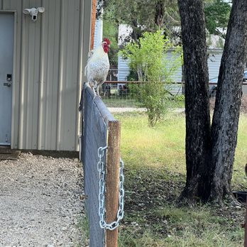 The Roost - Rooster - Vacation Rentals Near Me - Lakehills, Texas The Roost - Rooster - Vacation Rentals Near Me - Lakehills, Texas