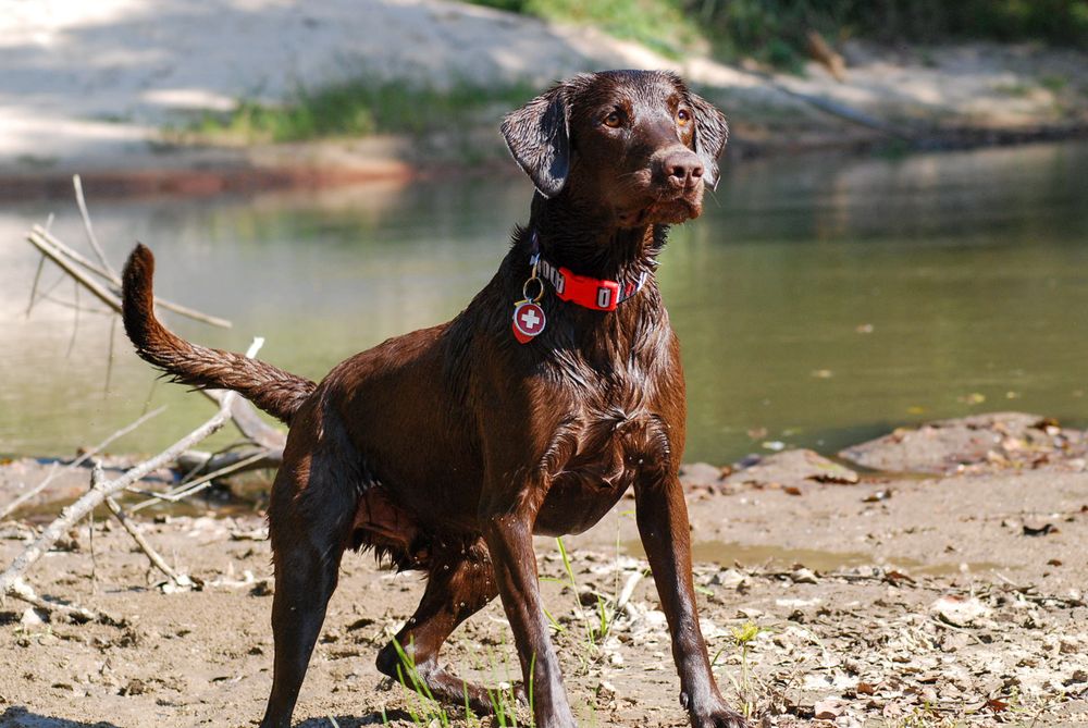 Hope Animal Clinic - pet boarding facility in Bessemer, AL