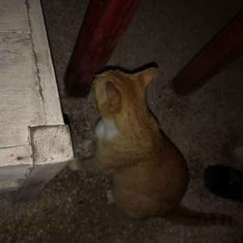 Puro Corazón - some company - Mexican Near Me - Cancún, ROO