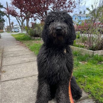 Perfect Pawz - Before the groomers - Pet Groomers Near Me - Burien, Washington