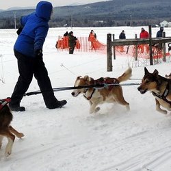Heywood Kennels Sled Dog Adventures