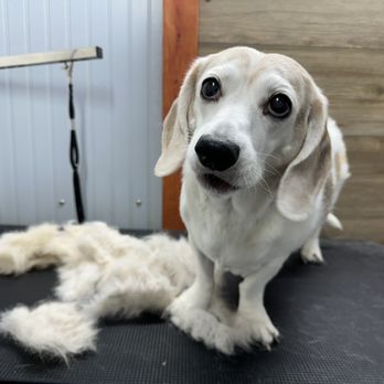 Shelby's Mobile Pet Grooming - Pet Groomers Near Me
