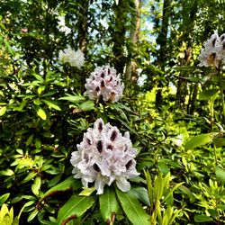 Kinney Azalea Gardens - Possibly the Rhododendron "Sappho"