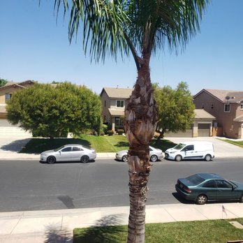 Al and Sons Tree Service - Tree Services Near Me Al and Sons Tree Service - Tree Services Near Me