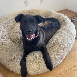 Arizona Desert Rotti & Pals Rescue - So happy my tongue won't stay in my mouth.