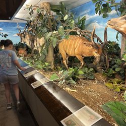 Harber Wildlife Museum