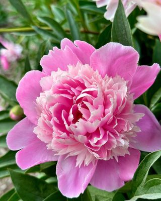 University of Michigan Nichols Arboretum by null