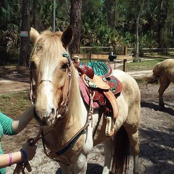 Dove Tree Stables - such a pretty pony!!@ dove tree stables in naples fl! - Horse Boarding Near Me - Naples, Florida