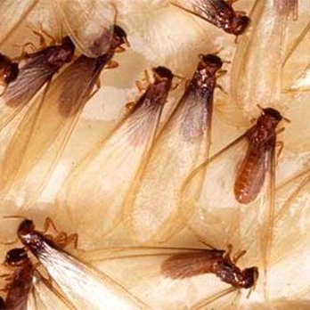 Premier Pest Control - Pest Control Near Me - Mitchell, South Dakota Premier Pest Control - Pest Control Near Me - Mitchell, South Dakota