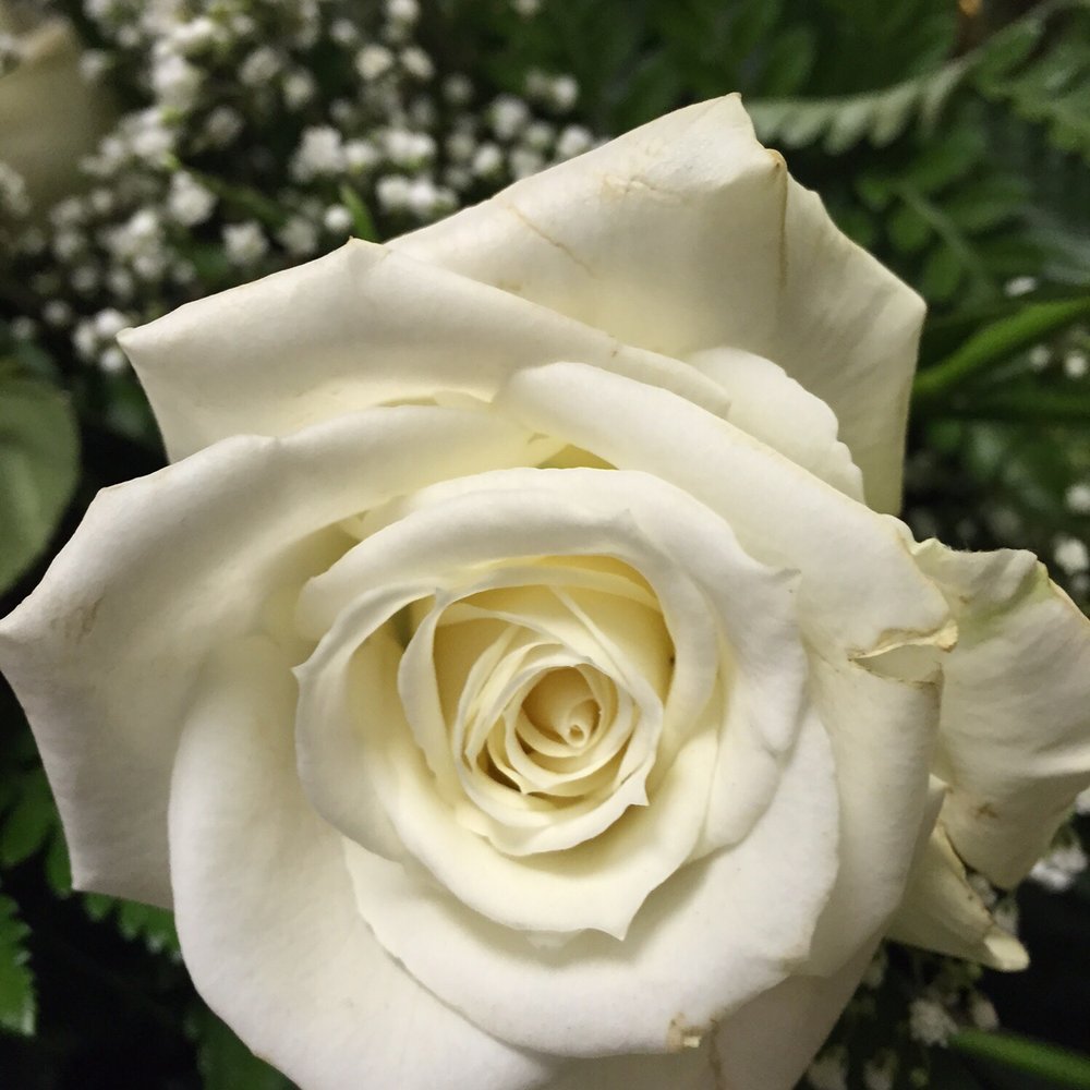 Beautiful white roses Beautiful white roses
