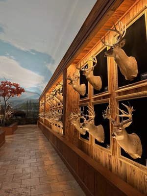 Wonders Of Wildlife National Museum & Aquarium by null