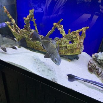 Glen Echo Park Aquarium - Aquariums Near Me - Glen Echo, Maryland Glen Echo Park Aquarium - Aquariums Near Me - Glen Echo, Maryland