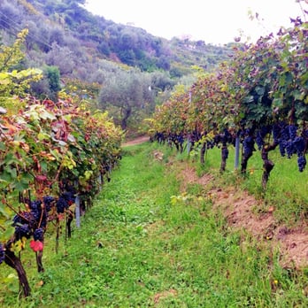 Buranco - The grape vines - Wineries Near Me - Monterosso Al Mare, SP