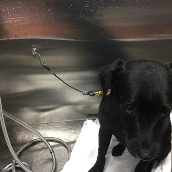 Lemos Feed & Pet Supply - They provide waterproof collar, clips to prevent jumping... pup not included - Pet Stores Near Me - Santa Barbara, California