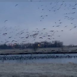 Cranes Coming In To Roost For The Night On The Platte River