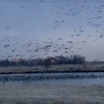 Dusty Trails - Cranes Coming In To Roost For The Night On The Platte River - Horseback Riding Near Me - North Platte, Nebraska