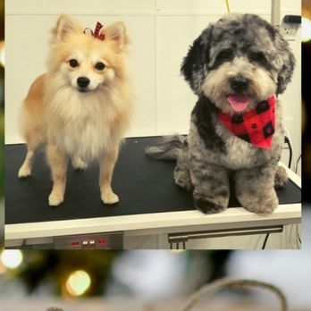 Posh Pet Parlour - Pet Groomers Near Me Posh Pet Parlour - Pet Groomers Near Me