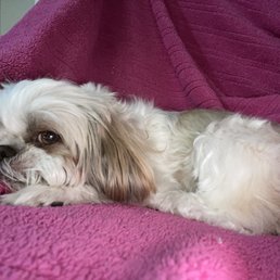 Snowy relaxed after her bath Snowy relaxed after her bath