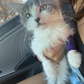 Cottage Pet Hospital - Mila feeling better after receiving the best care - Veterinarians Near Me - Anaheim, California Cottage Pet Hospital - Mila feeling better after receiving the best care - Veterinarians Near Me - Anaheim, California