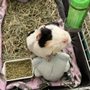 Photo of Southern California Guinea Pig Rescue
