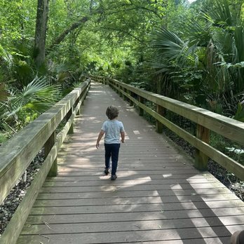 Big Tree Park - Raised walkway on the path to the big tree - Parks Near Me - Longwood, Florida