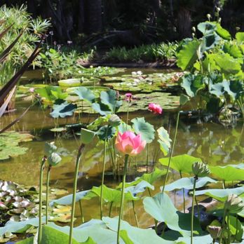 Lotusland - Japanese garden - Botanical Gardens Near Me - Santa Barbara, California Lotusland - Japanese garden - Botanical Gardens Near Me - Santa Barbara, California
