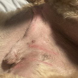 The groomer shaved my groin area and left razor burn and several cuts My puppy was in severe pain and had trouble walking The groomer shaved my groin area and left razor burn and several cuts My puppy was in severe pain and had trouble walking