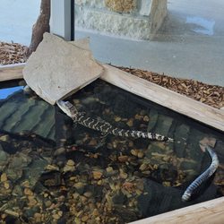 Delores Fenwick Nature Center - Crocodile