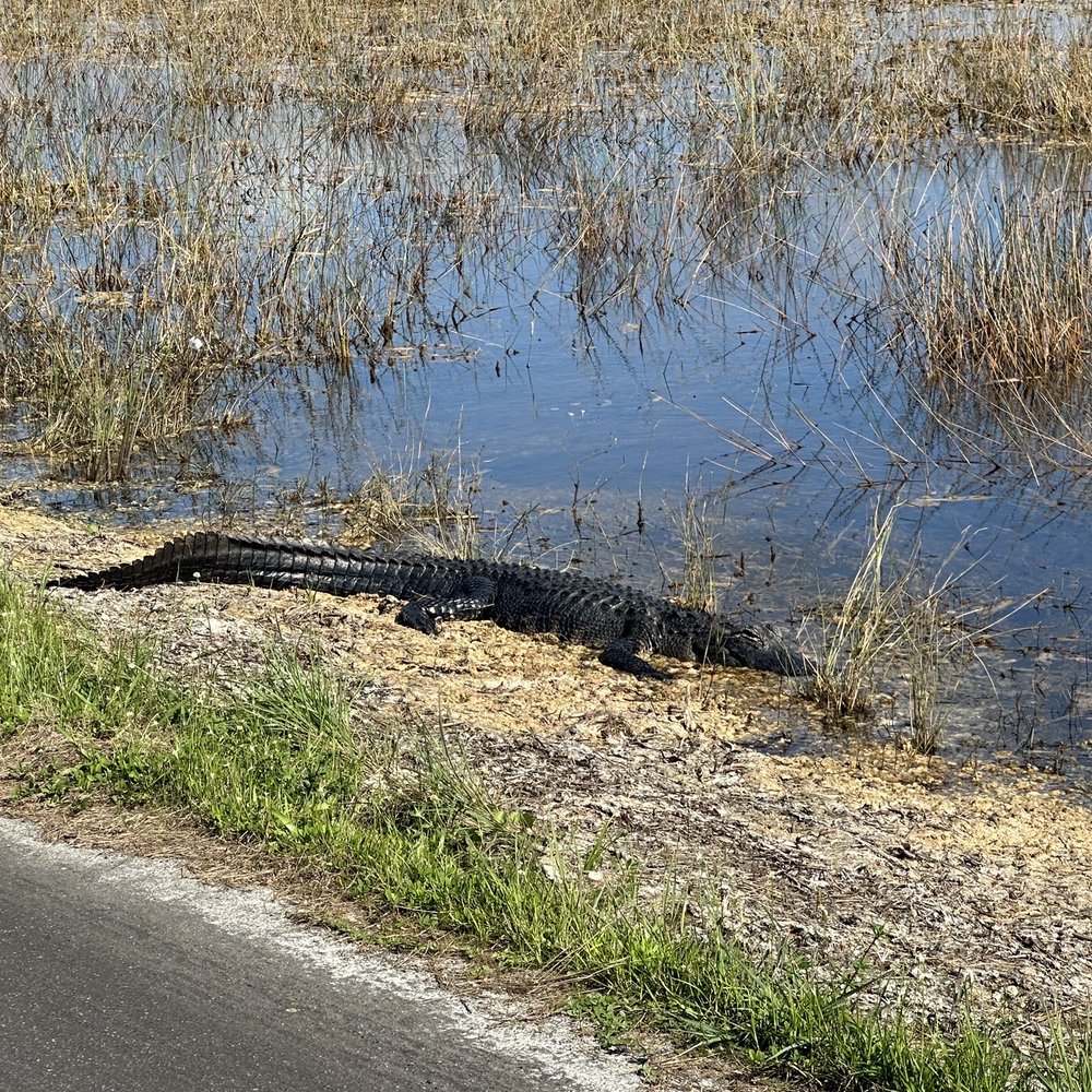 Shark Valley Tram Tours - Tours Near Me - Miami, Florida