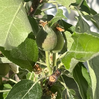 J & K Llamas Landscape Nursery - Already has baby apples! - Nurseries & Gardening Near Me - Fallon, Nevada