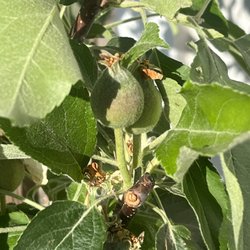 J & K Llamas Landscape Nursery - Already has baby apples!