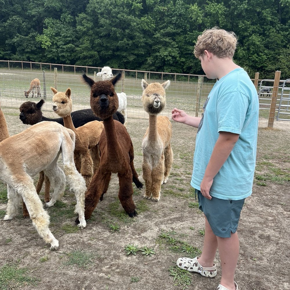 Alpacachino Ranch - Farms Near Me - Cedar Grove, North Carolina Alpacachino Ranch - Farms Near Me - Cedar Grove, North Carolina