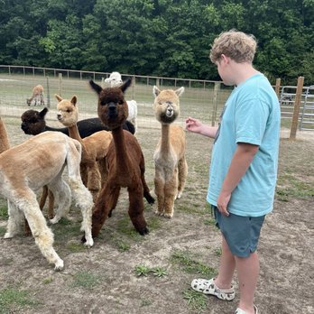 Alpacachino Ranch - Farms Near Me - Cedar Grove, North Carolina