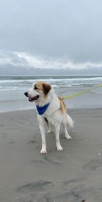 Wildwood Dog Park & Beach by null