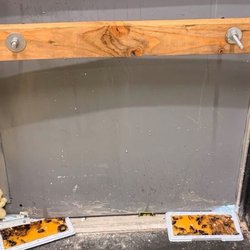 Cockroaches