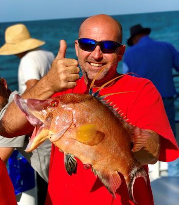Hubbard's Marina - Beautiful hogfish from a 5 hour half day deep sea fishing trip with Hubbard's Marina - Madeira Beach, FL