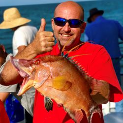 Hubbard's Marina - Beautiful hogfish from a 5 hour half day deep sea fishing trip with Hubbard's Marina