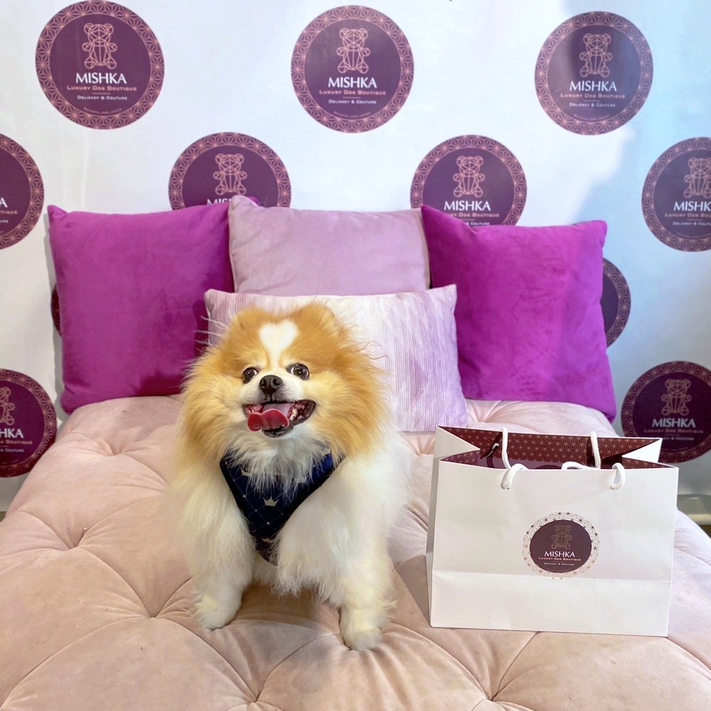 Mishka - Tater Tot LOVES Mishka's treats! - Pet Stores Near Me - San Francisco, California Mishka - Tater Tot LOVES Mishka's treats! - Pet Stores Near Me - San Francisco, California