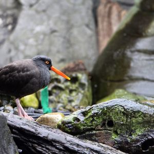 Seattle Aquarium on Yelp