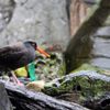 Seattle Aquarium gift card