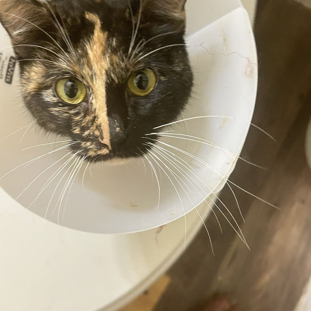 A Cat Hospital - gorgeous girl, they almost had us put you down:(( - Veterinarians Near Me - Henderson, Nevada A Cat Hospital - gorgeous girl, they almost had us put you down:(( - Veterinarians Near Me - Henderson, Nevada