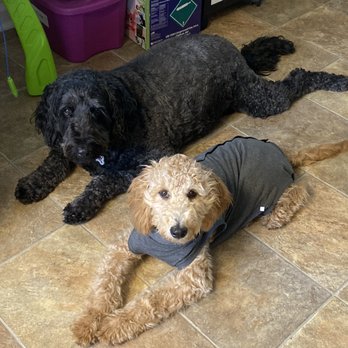 Devotion To Dogs - Down stay while I cook in the kitchen. - Pet Training Near Me - El Cajon, California