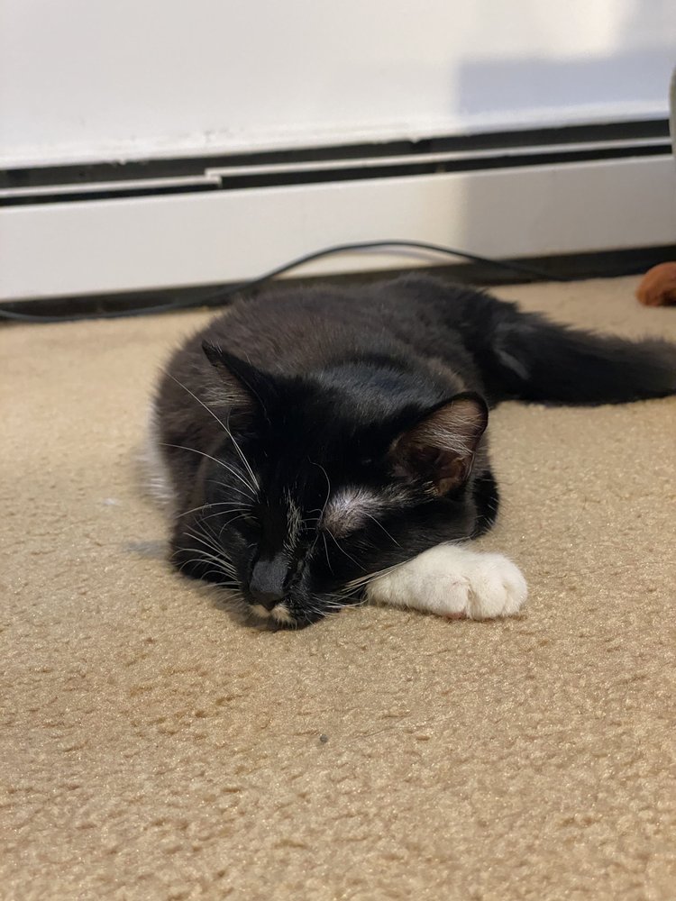 TOWN AND COUNTRY VETERINARY CLINIC Veterinarians 6890 US Highway 11