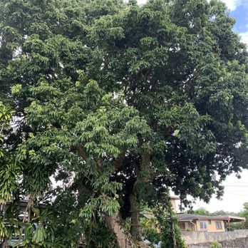 Nilo Landscape - Before - Tree Services Near Me - Honolulu, Hawaii