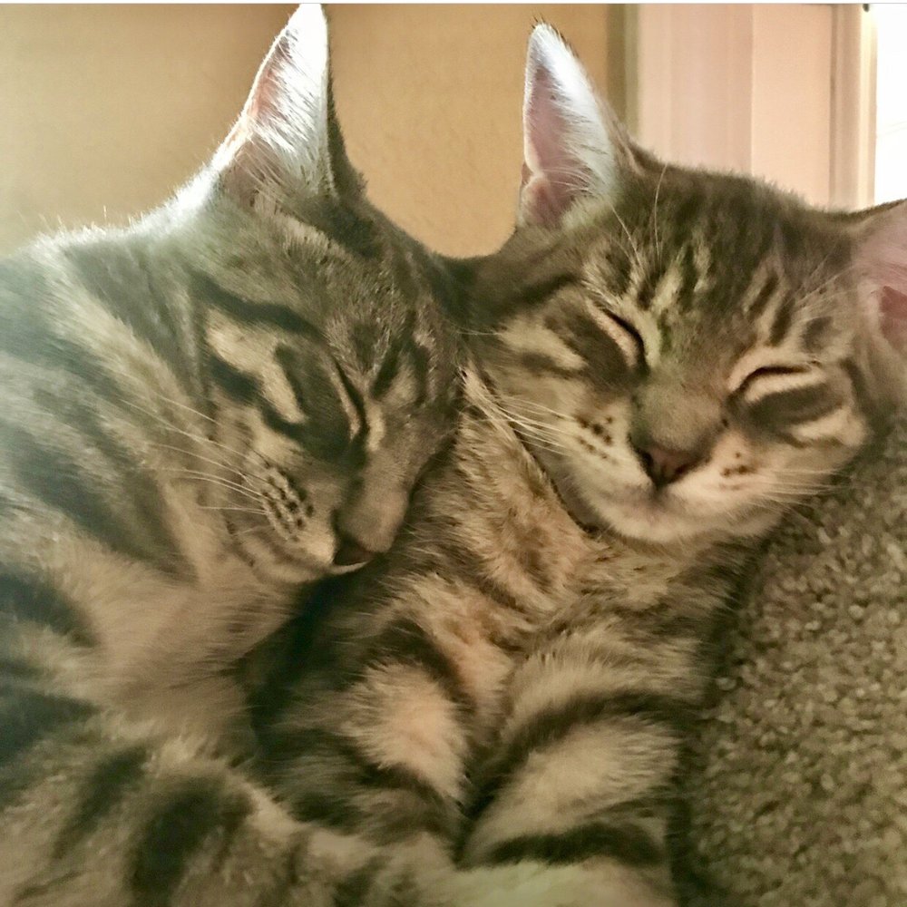La Pine Animal Hospital - George and Pearl - Veterinarians Near Me - La Pine, Oregon La Pine Animal Hospital - George and Pearl - Veterinarians Near Me - La Pine, Oregon