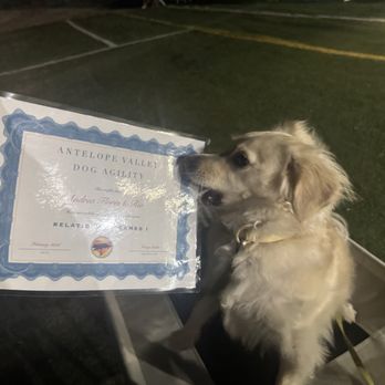 Antelope Valley Dog Agility - Rio checking out her certificate - Pet Training Near Me - Palmdale, California Antelope Valley Dog Agility - Rio checking out her certificate - Pet Training Near Me - Palmdale, California