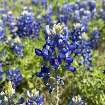 Sugar Ridge Winery - a field of bluebonnets - Wine Tours Near Me - Ennis, Texas Sugar Ridge Winery - a field of bluebonnets - Wine Tours Near Me - Ennis, Texas
